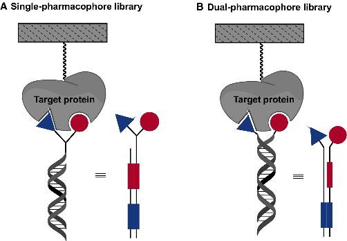 An Overview Of DNA Encoded Library Technology - Techyv.com