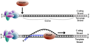 An Overview Of DNA Encoded Library Technology - Techyv.com