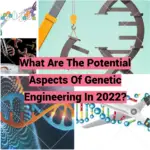 What Are The Potential Aspects Of Genetic Engineering In 2022?
