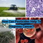 How Can Pesticides Help To Diagnose Cancer?