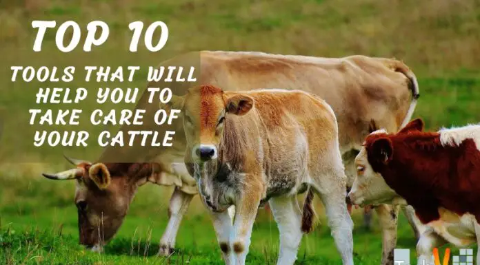 Top 10 Tools That Will Help You To Take Care Of Your Cattle