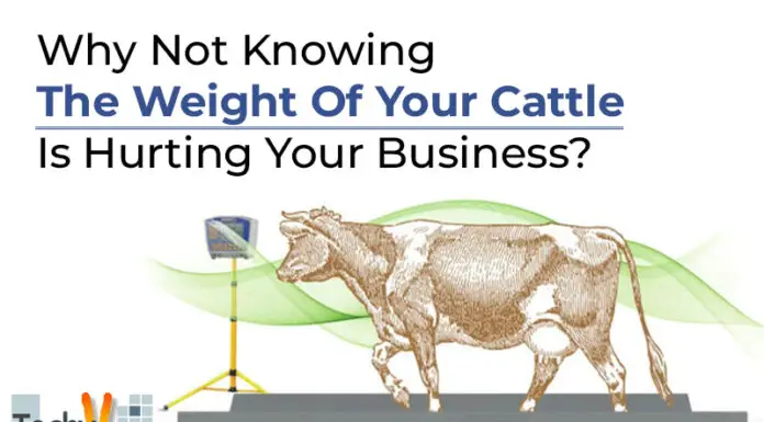 Why Not Knowing The Weight Of Your Cattle Is Hurting Your Business?