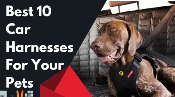 Best 10 Car Harnesses For Your Pets