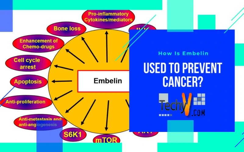 How Is Embelin Used To Prevent Cancer?