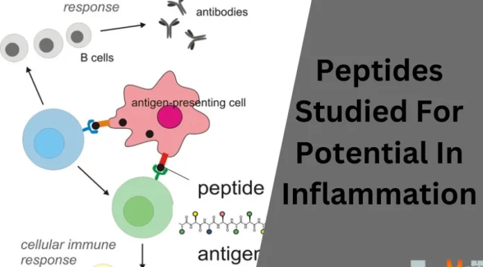 Peptides Studied For Potential In Inflammation