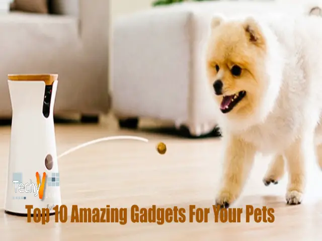 Top 10 Amazing Gadgets For Your Pets