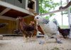 ‘My Connected Coop’ To Bring Internet Of Things To Chickens