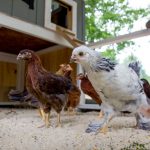 'My Connected Coop’ To Bring Internet Of Things To Chickens