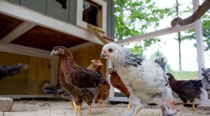 ‘My Connected Coop’ To Bring Internet Of Things To Chickens