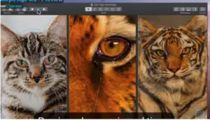 morph age free download morph age free download