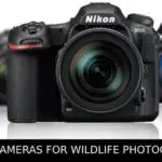 Top 10 Cameras For Wildlife Photography