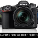 Top 10 Cameras For Wildlife Photography