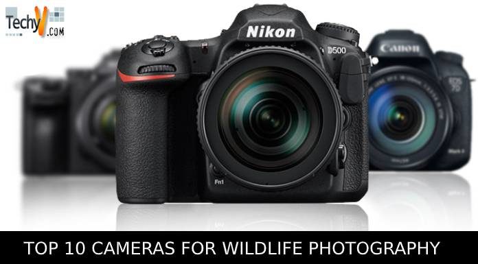 Top 10 Cameras For Wildlife Photography